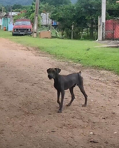 O cachorro estava extremamente magro, sem pelos, com machucados pelo corpo.