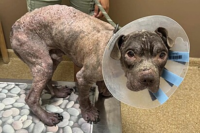 “Foi como ver um cão diferente emergir”: cachorro doente se transforma com um pouco de carinho e atenção