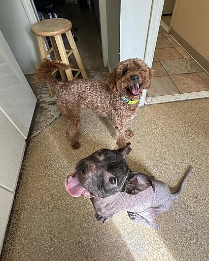 Choco fez amizade com o outro cachorro da casa.