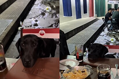 Cadê meu pedido?: Cão vira-lata de rua coloca cabeça na mesa para participar jantar com amigas.