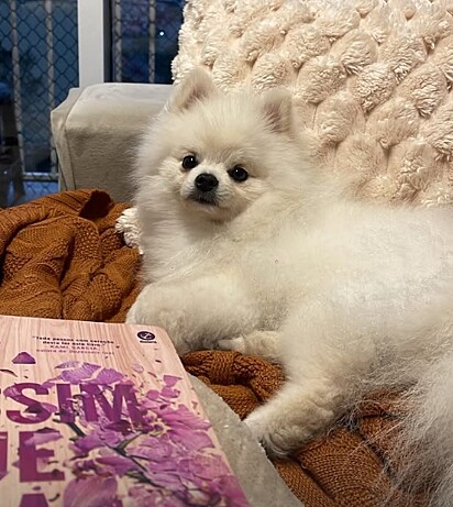 Theo é um cachorro de porte pequeno, mas com um coração enorme… e uma coragem que some quando o vento bate mais forte!