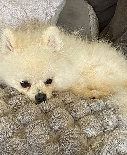 Theo achava que era um cão de guarda… até o vento provar o contrário! 