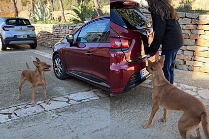 Cachorrinha resgatada recebe visita da irmã — e a reação delas emociona milhões