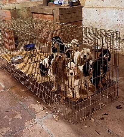 Muitos dos cães estavam em gaiolas.