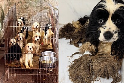Animais resgatados de canil clandestino vão para pet shop recuperar a dignidade