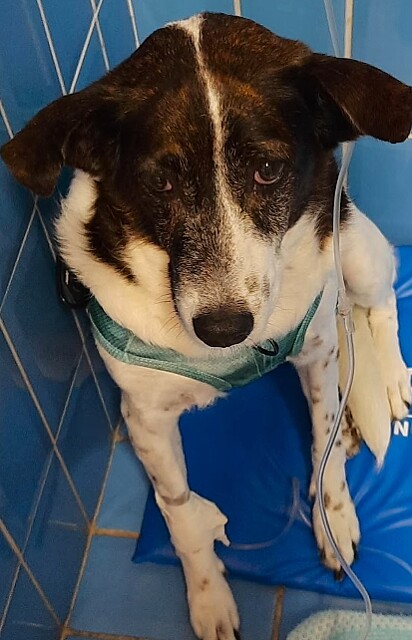 Lucy, uma cachorrinha SRD de 10 anos, precisou fazer uma cirurgia.