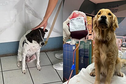 Meu herói não usa capa: Golden retriever doa sangue para salvar a vida de amiguinha.