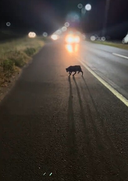 Paola parou o carro para ajudar um cachorro abandonado na beira da estrada.
