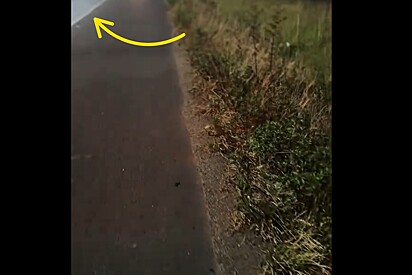 Mulher para trajeto em rodovia após avistar alguém envergonhado e lindo correndo perigo.