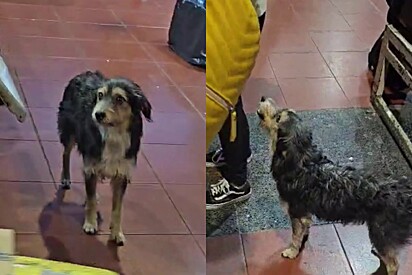 Agora ela está disponível para adoção e merece um lar amoroso.