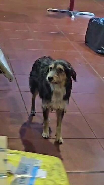Andy e uma amiga resgataram a cachorrinha.