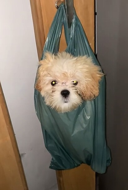Cachorro é colocado dentro de sacola plástica e pendurado na porta para mulher conseguir concluir faxina em casa.