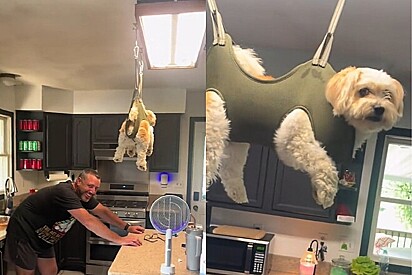 Solução criativa para conseguir cortar as unhas de um cachorro.