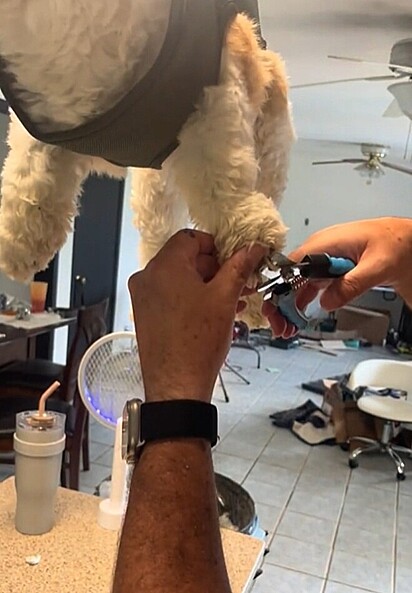 Cortando as unhas do cachorro.