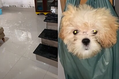 Sem opção, mulher encontra alternativa para conseguir limpar a casa sem cachorro atrapalhar