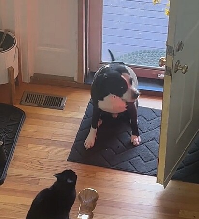 Lotto sofre bullying da sua irmã felina.