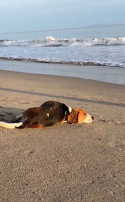 Pela primeira vez em sua vida, T-Rex foi levado à praia.