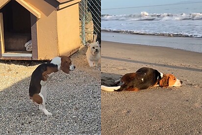 Conheça a emocionante jornada de T-Rex, o cão com duas patas que foi resgatado.