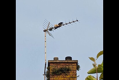 Pássaro preto é visto em cima de antena - tinha algo errado acontecendo.