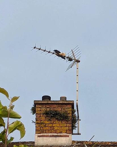 O homem viu o corvo preso na antena em cima do telhado da sua casa.