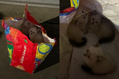 Os gatinhos estavam muito assustados.