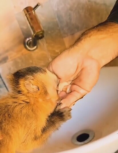 O macaquinho tomou água na mão do veterinário.