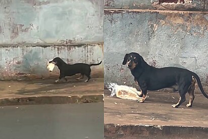 O cachorro foi defendido por alguns internautas.