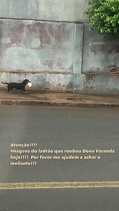 A empresária saiu atrás e encontrou o meliante fugindo.