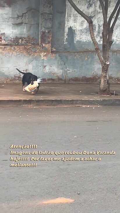 Já a segunda vez que o cão rouba pão.