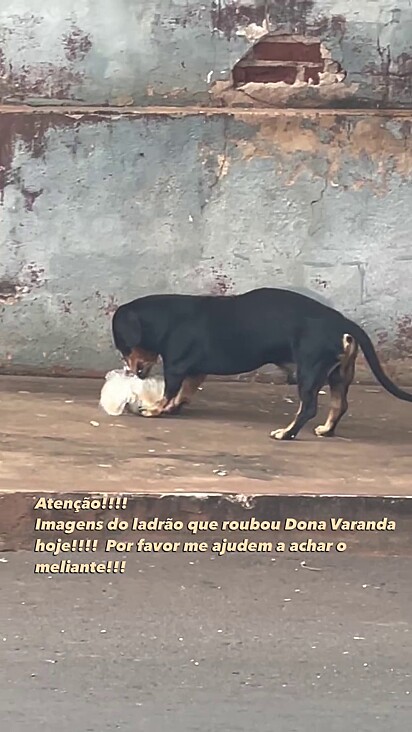 Apesar de ter sido pego no flagra ele continuou comendo.