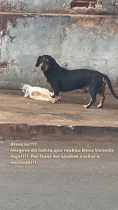 O cachorro percebeu que foi filmado.