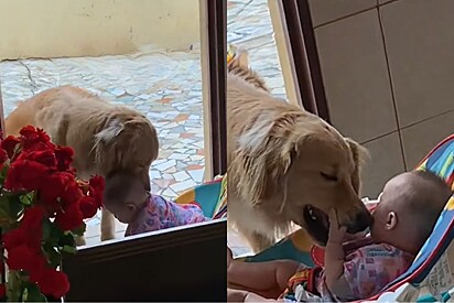Mulher filma como sua golden retriever trata bebê quando ela não está perto.