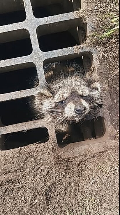 O guaxinim foi encontrado com a cabeça presa na grade de um bueiro.