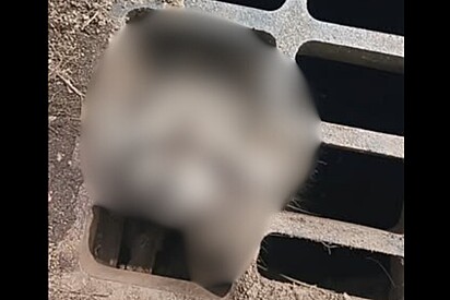 Homem encontra animal com a cabeça presa em bueiro - e toma atitude para ajudar.