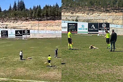 Vira-lata caramelo invade jogo e leva cartão vermelho do árbitro.
