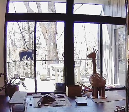 Um filhote de urso preto havia subido no deque da casa.