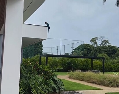 A ararinha entrou em luto, após a perda do parceiro.