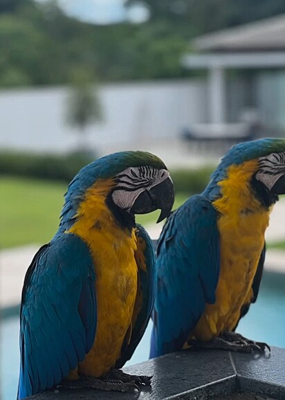 O casal de araras-canindé visitavam o quintal de Ivanice Andrade.