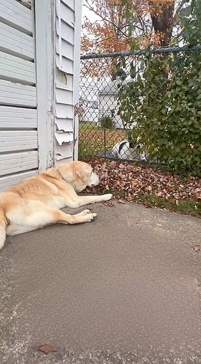 Um cachorro que latia incessantemente na vizinhança surpreendeu a todos ao mudar completamente seu comportamento diante de uma situação emocionante.