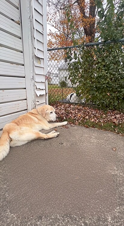 O golden retriever seria sacrificado devido um câncer e o vizinho parecia saber da dor do amigo.