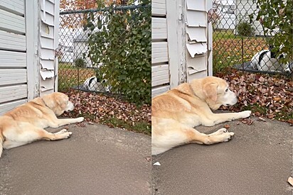 Cachorro que latia sem parar para cão vizinho fica quietinho ao seu lado ao entender que havia algo errado.