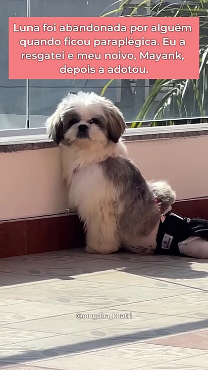 A cachorrinha foi resgatada sem andar pela ONG e adotada pelo casal.