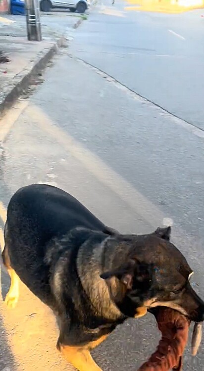 Com um ursinho na boca, a canina vai encontrar a jovem.