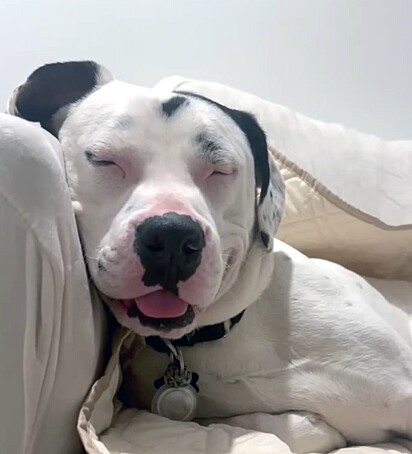 Hoje ele vive em segurança em um lar repleto de amor.