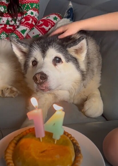 Millie completou 14 anos em dezembro de 2024.
