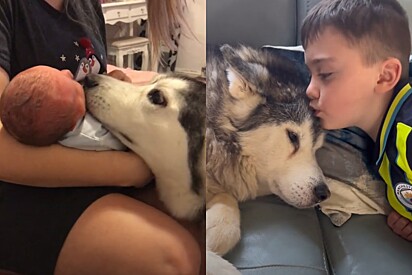 Husky siberiano que acompanhou crescimento de criança dá o seu último adeus e vídeo emociona 28 milhões de pessoas.