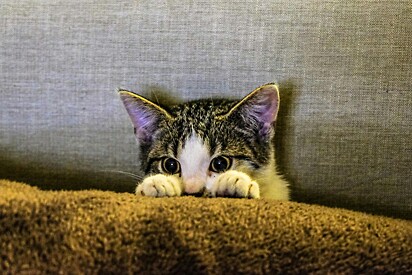 Apesar de cada gato apresentar uma personalidade diferente é possível conquistá-los.