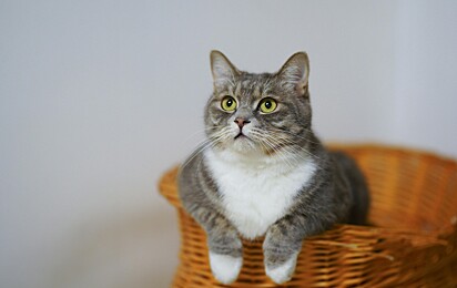 Apesar de apresentarem instintos de sobrevivência cada gato é único.