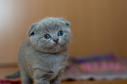 É possível identificar o comportamento do gato.