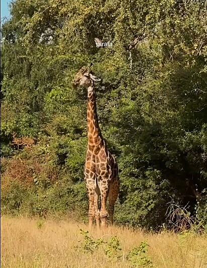 Durante o safári, o grupo pôde contemplar a beleza de vários animais selvagens.